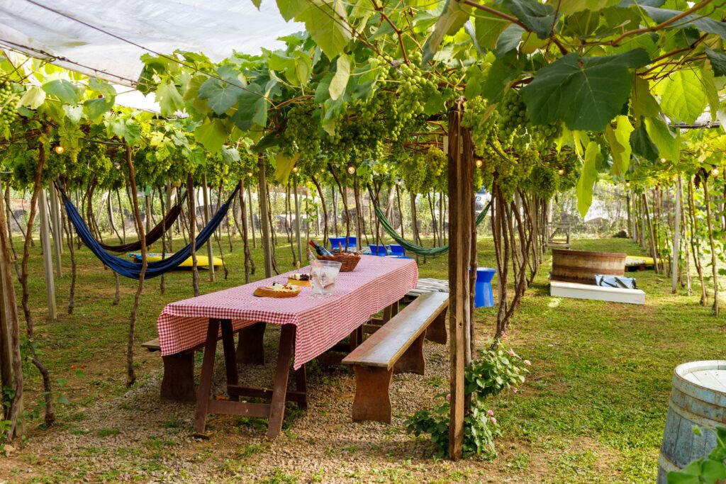 Degustação de vinho dentro de um parreiral, em vinícola em Bento Gonçalves.