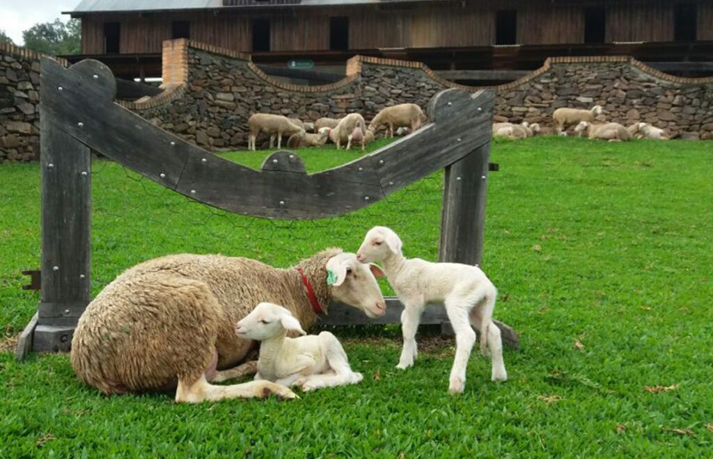 Imagem das ovelhas, com foco na ovelha com seus bezerros na Casa da Ovelha, Caminhos de Pedra, Bento Gonçalves.