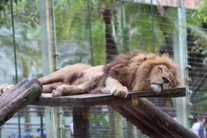 Zoo Pomerode. Leão deitado.