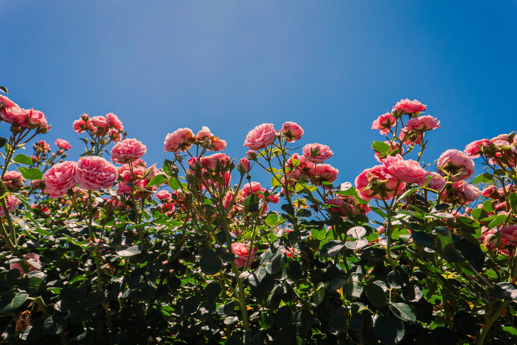 Mátria Parque de Flores com Desconto no Tchê Ofertas