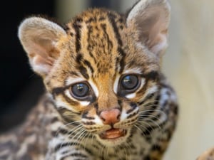 Zoo São Paulo com Desconto no Tchê Ofertas